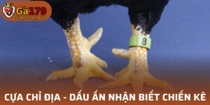 Cựa Chỉ Địa