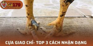 Cựa Giao Chỉ