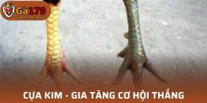 Cựa kim