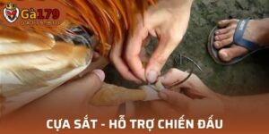 Cựa sắt