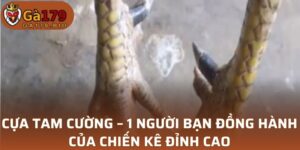 Cựa Tam Cường