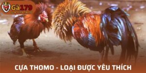 Cựa Thomo