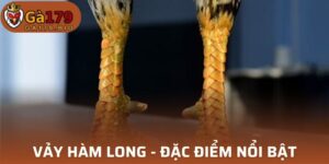 Vảy Hàm Long
