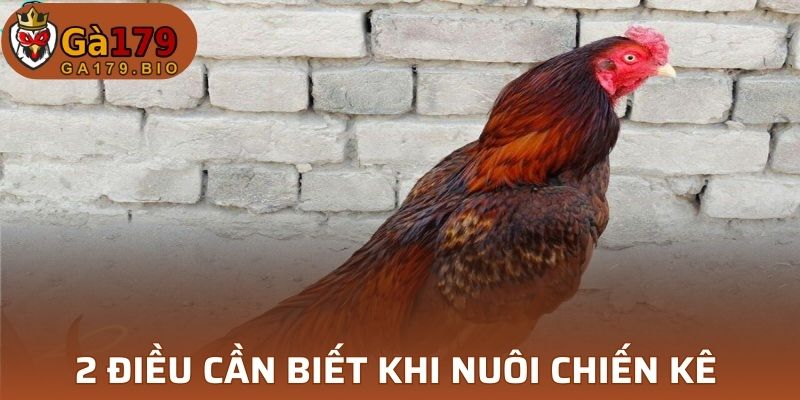 2 điều cần biết khi nuôi chiến kê