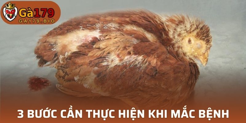 3 bước cần thực hiện khi mắc bệnh viêm phổi ở gà