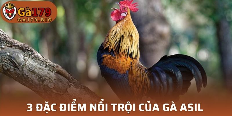 3 đặc điểm nổi trội của gà Asil