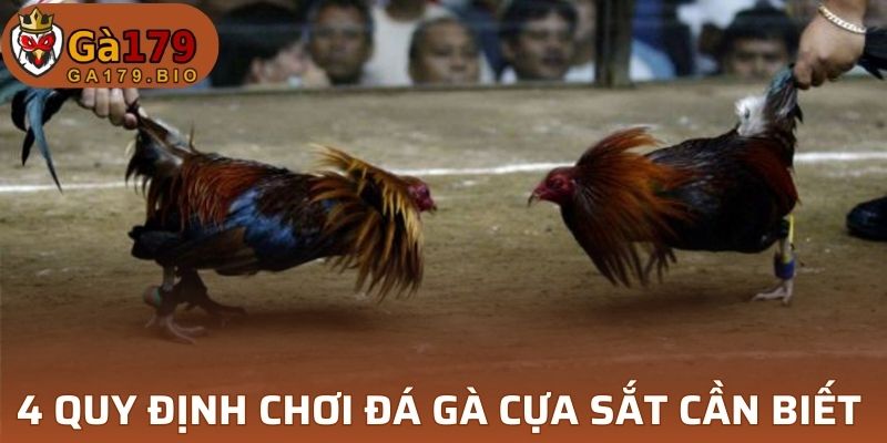 4 quy định chơi đá gà cựa sắt cần biết