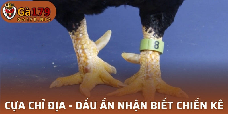 Cựa Chỉ Địa