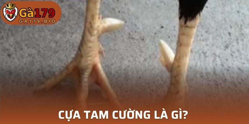 Cựa Tam Cường là gì?