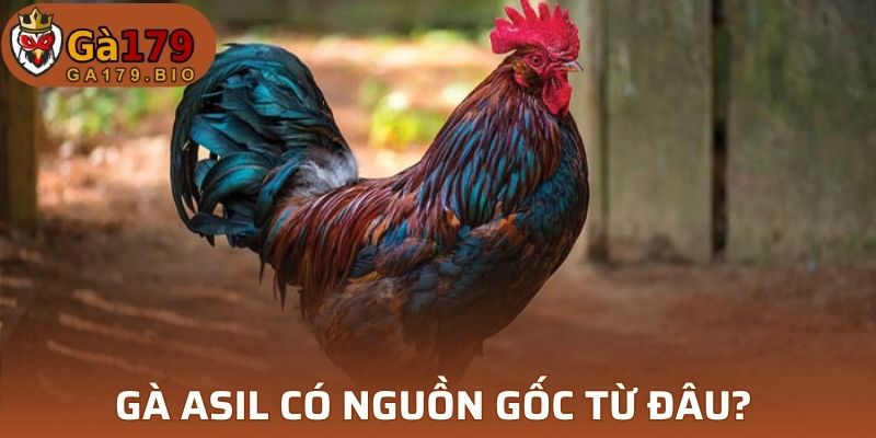 Gà Asil có nguồn gốc từ đâu?