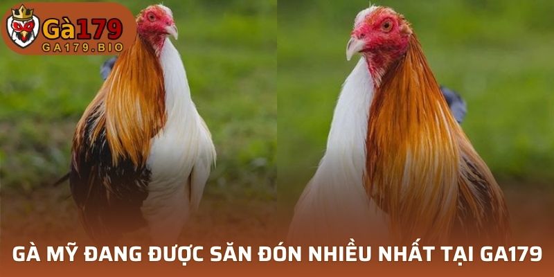 Gà Mỹ