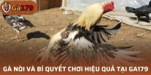 Gà Nòi