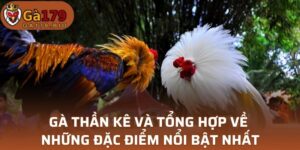 Gà Thần Kê