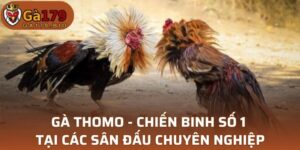 Gà Thomo