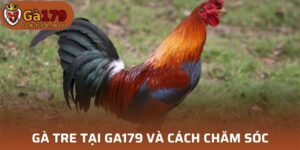 Gà Tre